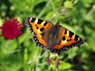Small tortoiseshell butterfly on a flower with open wings