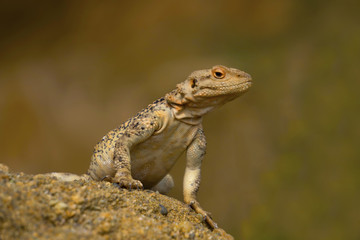 Naklejka na ściany i meble Varanus Lizard in wildlife