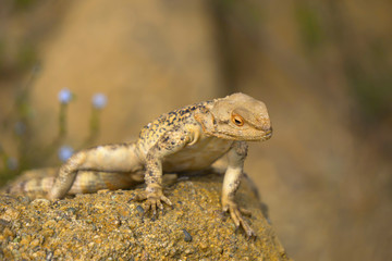 Varanus Lizard in wildlife