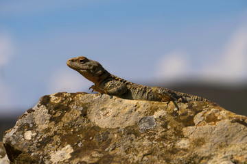 Varanus Lizard in wildlife
