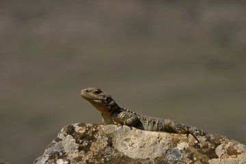 Varanus Lizard in wildlife