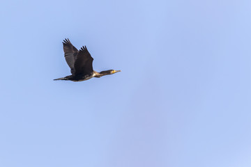 Kormoran (Phalacrocorax carbo)