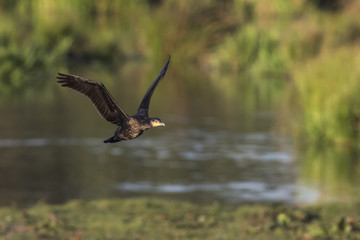 Kormoran (Phalacrocorax carbo)