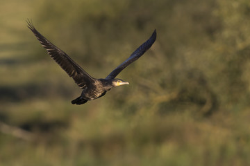 Kormoran (Phalacrocorax carbo)