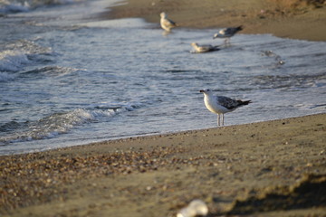 Seagull near waves