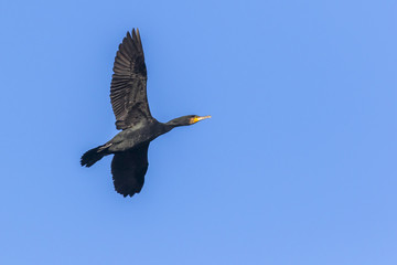 Kormoran (Phalacrocorax carbo)