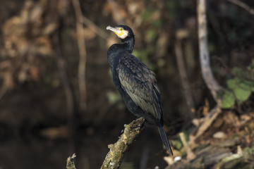 Kormoran (Phalacrocorax carbo)