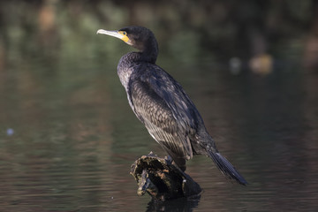 Kormoran (Phalacrocorax carbo)