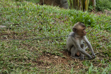 Confronting image of young monkey on a chain. Long-tailed Macaque (Macaca fascicularis) 