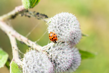 Ladybug on flower