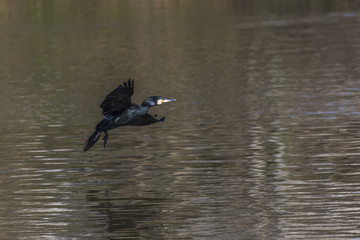 Kormoran (Phalacrocorax carbo)