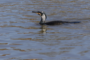 Kormoran (Phalacrocorax carbo)