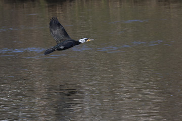 Kormoran (Phalacrocorax carbo)