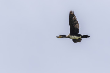 Kormoran (Phalacrocorax carbo)