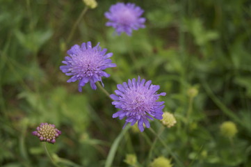 Wild flowers -  Purple  pincushions (Scabiosa ochroleuca)   