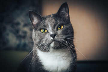 Portrait of Russian blue Cat on Isolated Black Background. the cat looks up, squinting a little, sniffing.