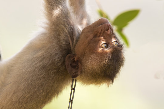 Confronting image of young monkey on a chain. Long-tailed Macaque (Macaca fascicularis) 
