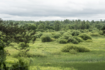 valley with bushes and trees, rain sky, summer cloudy day, nature landscape background