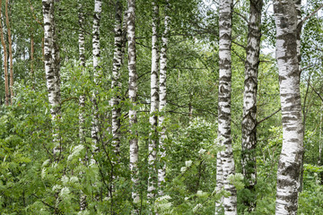 white trunks of birches in a dense green forest, nature abstract background