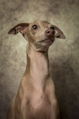 Portrait of little italian greyhound dog