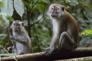 Long-tailed Macaque (Macaca fascicularis)