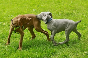 Search Photos Weimaraner Dog