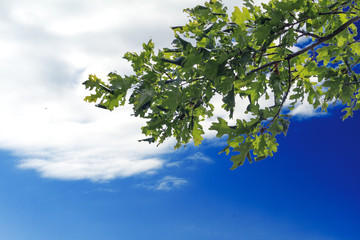 Oak branches with leaves against sky with clouds. Copy space
