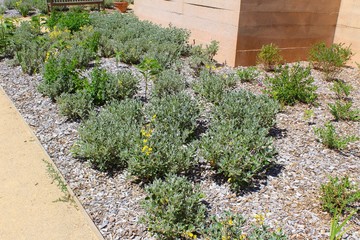 petits arbustes vus dans un jardin en Vendée