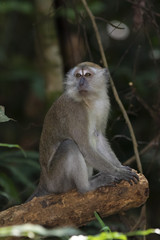 Naklejka na ściany i meble Long-tailed Macaque (Macaca fascicularis)