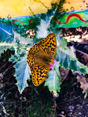 Beautiful butterfly on a flower
