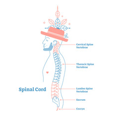 Artistic style anatomical spine vector illustration with conceptual decorative elements