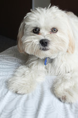 Coton de tulear cute puppy laying on bed