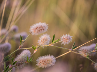 Obraz premium wildblume