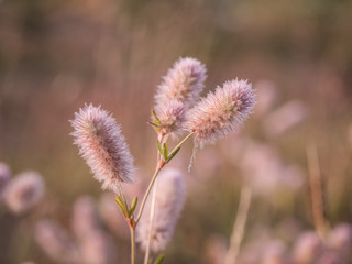 Obraz premium schönheit