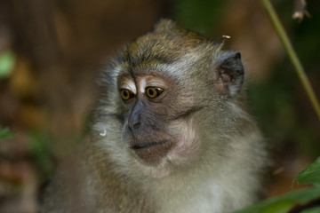 Portrait of a Long-tailed Macaque (Macaca fascicularis) 
