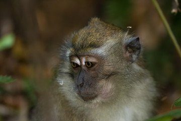 Portrait of a Long-tailed Macaque (Macaca fascicularis) 
