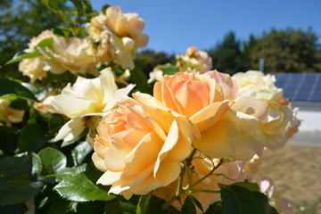 zartgelbe Rose "Candellight" Orangerie in der Rosenstadt Putbus auf R&uuml;gen