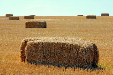Rectangular bales of straw on a field and blue sky