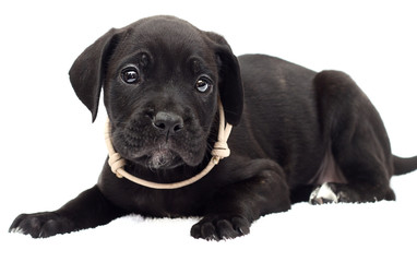 puppy cane corso on a white background