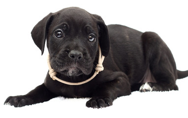Obraz premium puppy cane corso on a white background