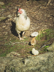 Close up portrait image of a Free range chicken and her three chicks