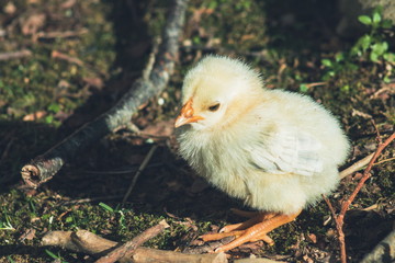 Close up image of a cute little free range baby chicken