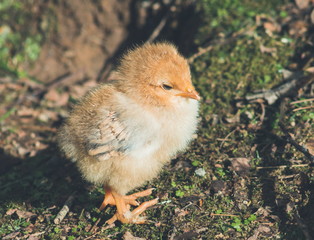 Close up image of a cute little free range baby chicken