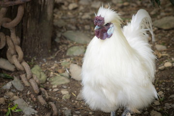 The Silkie (sometimes spelled Silky) is a breed of chicken named for its atypically fluffy plumage, which is said to feel like silk and satin.