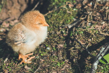 Close up image of a cute little free range baby chicken