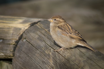 The house sparrow (Passer domesticus) is a bird of the sparrow family Passeridae, found in most parts of the world.