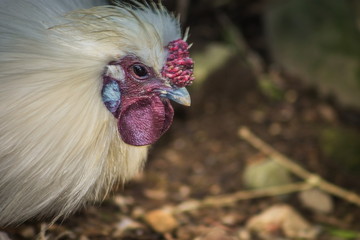 The Silkie (sometimes spelled Silky) is a breed of chicken named for its atypically fluffy plumage, which is said to feel like silk and satin.