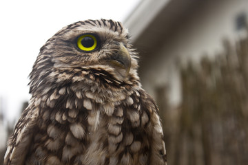 Burrowing Owl