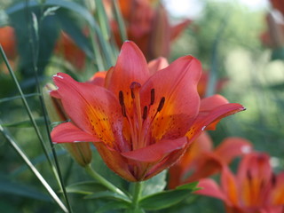 Orange garden lily