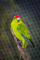 The red-crowned parakeet or red-fronted parakeet (Cyanoramphus novaezelandiae) is a small parrot from New Zealand.